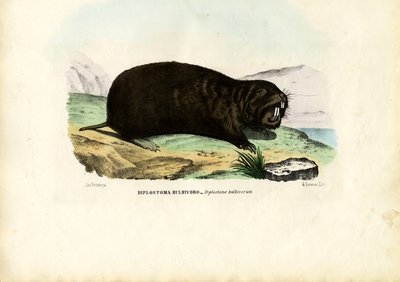 Gopher, 1863-79 de Raimundo Petraroja